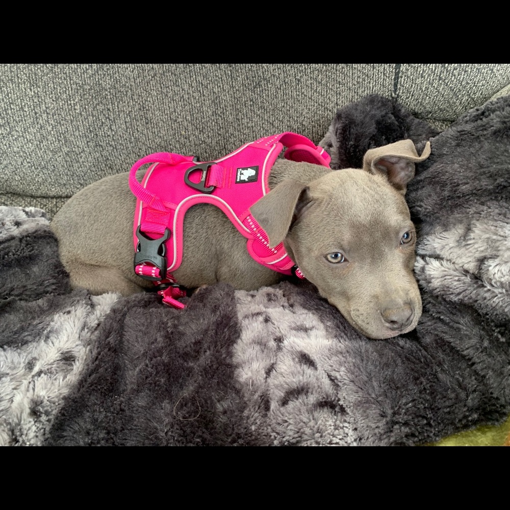 Meet your Posher, Dallas